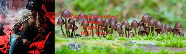 PSILOCYBIN Балахна
